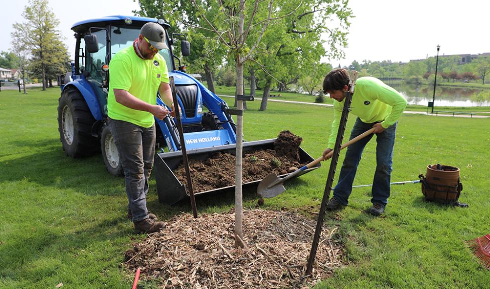 Forestry staff planting a tree