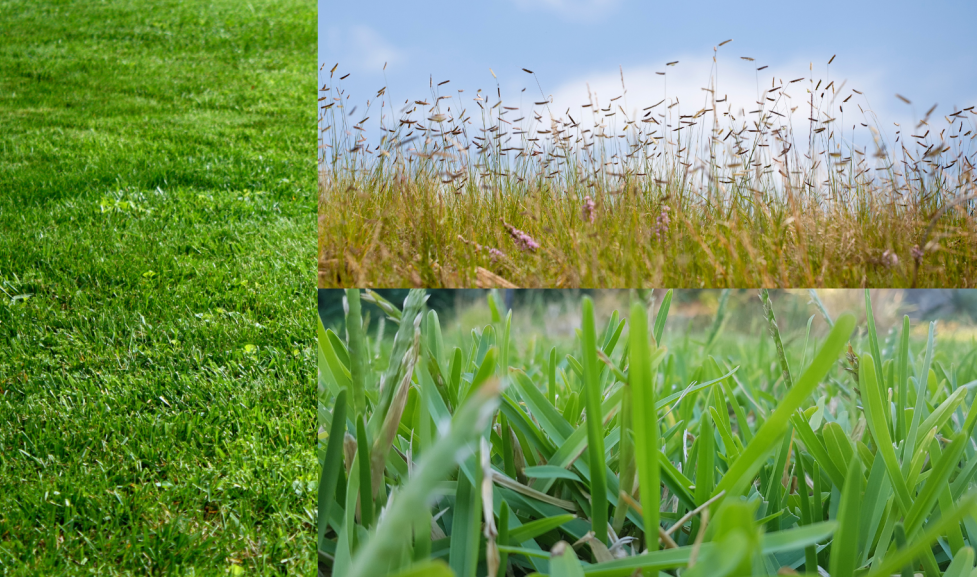 collage of grass: short, bright green kentucky bluegrass, tall light green blue grama grass, and short buffalo grass 