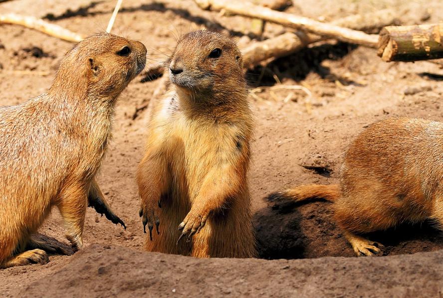 Prairie Dogs