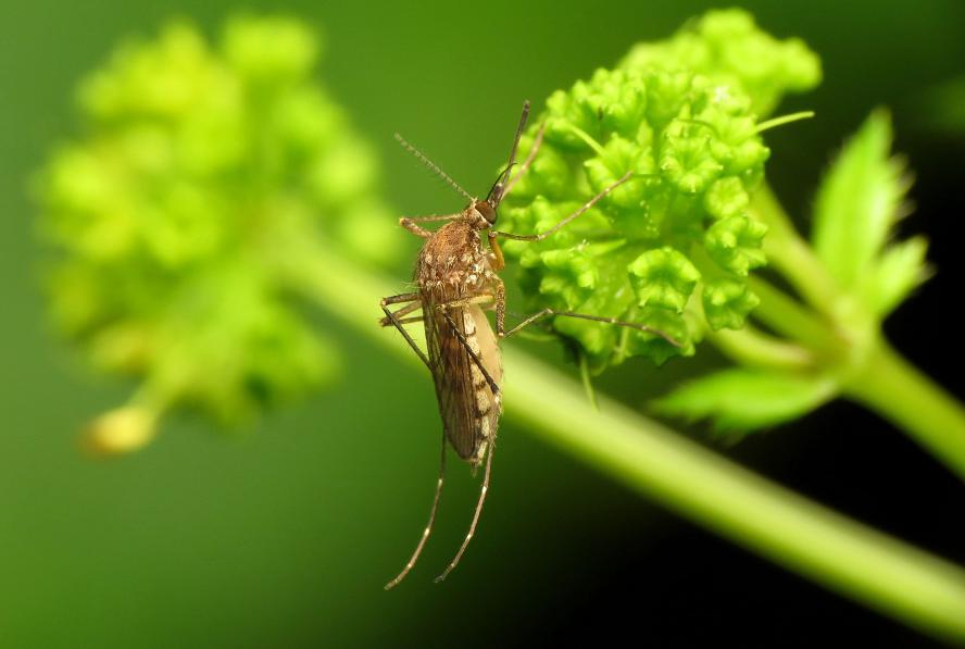 Aedes vexans mosquito