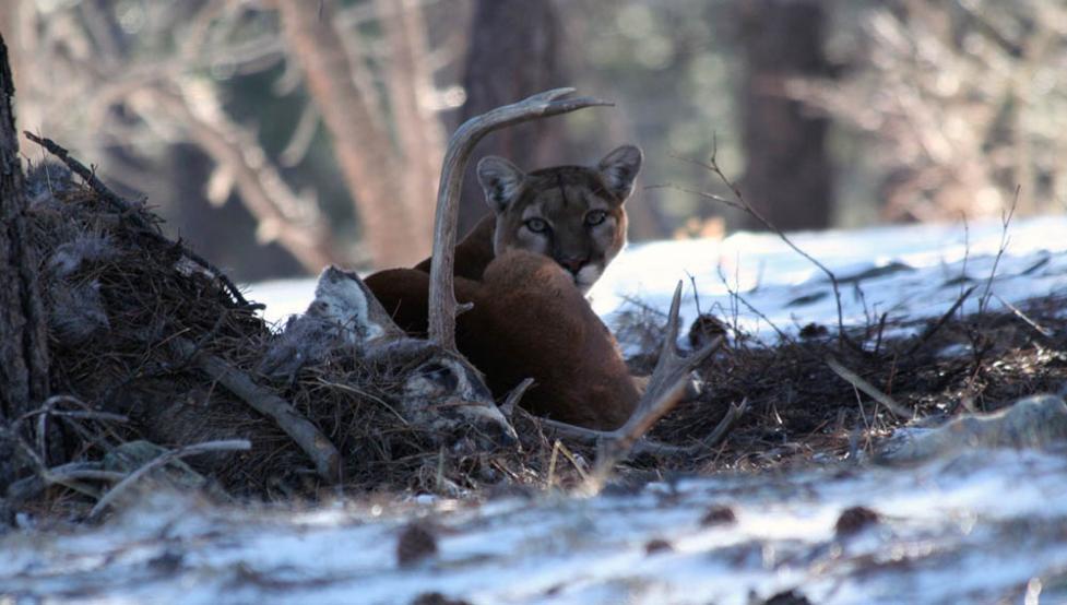 Mountain Lion