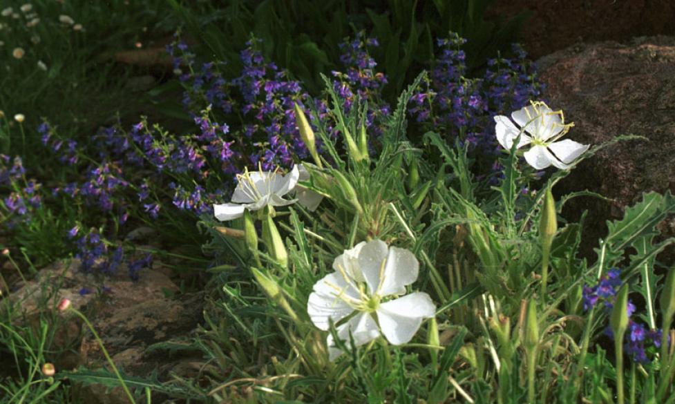 Native Plants in Bloom