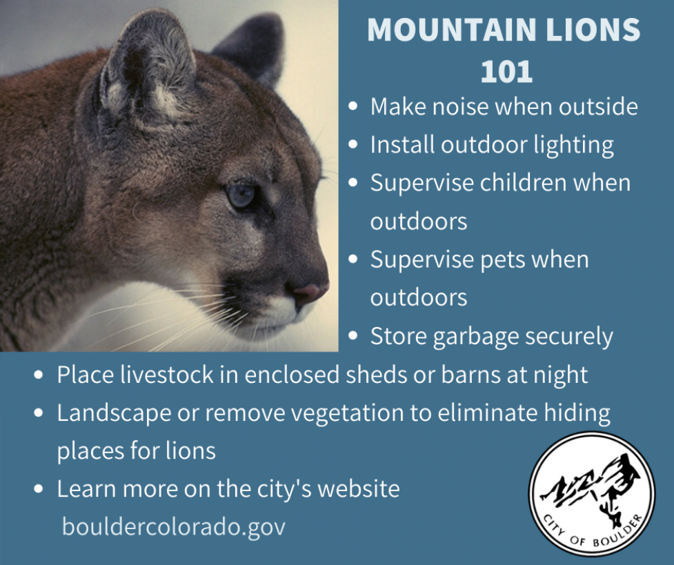 Mountain Lions 101