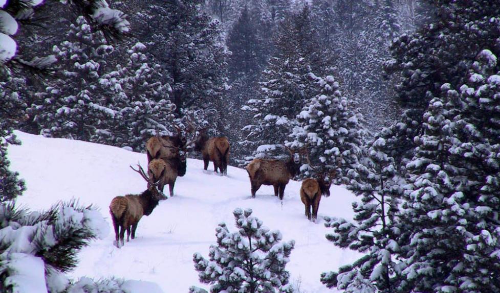 Elk in the snow