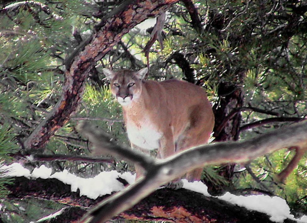 Mountain Lion in tree