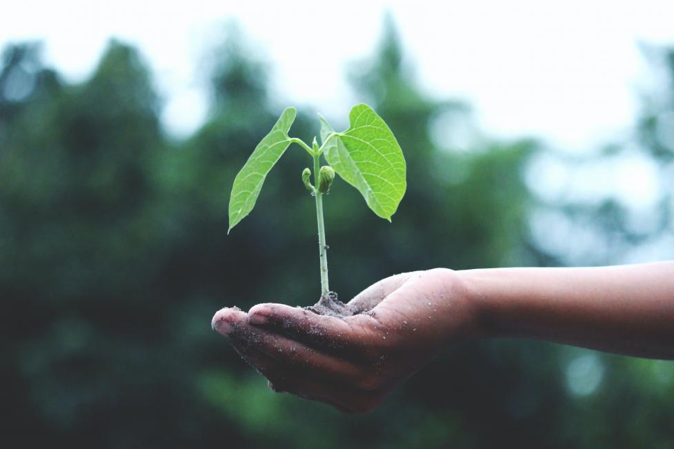 Hand holding a new plant