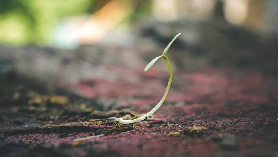 Plant breaking through asphalt