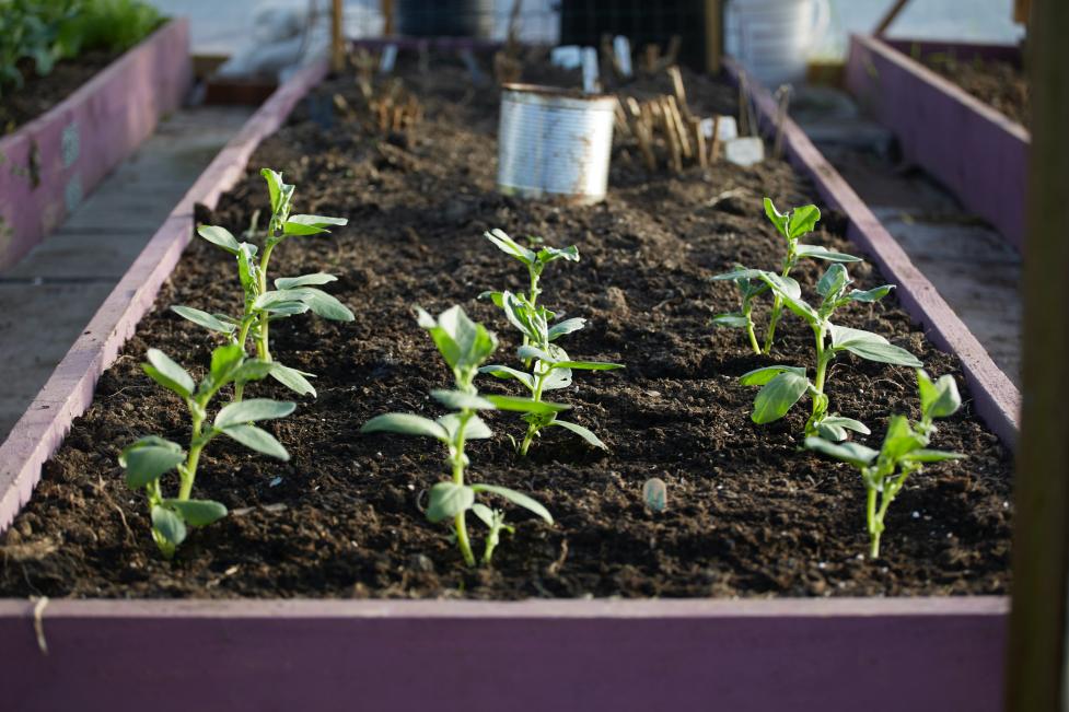 Plant seedlings growing in a garden box