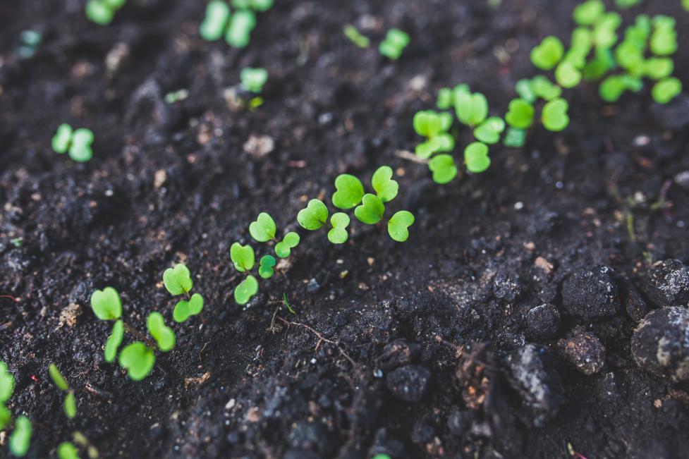 A row of small garden seedlings