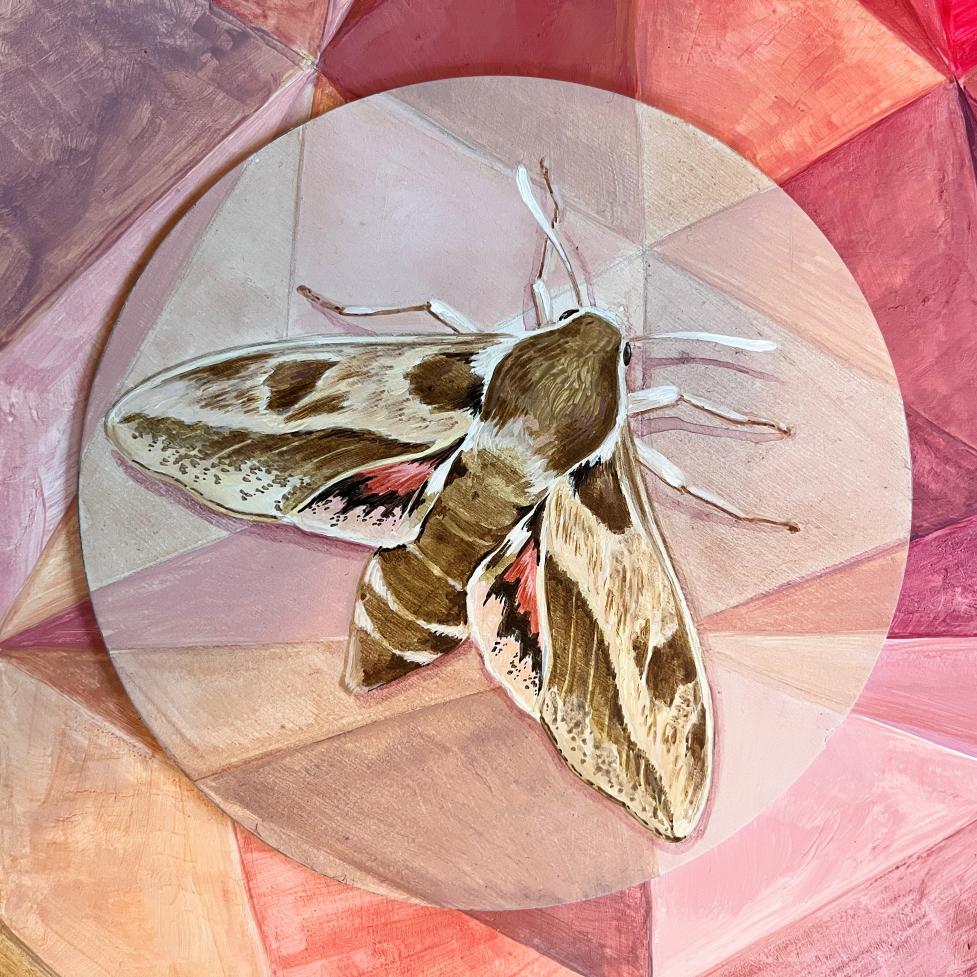 Painting of a Leafy Spurge Hawkmoth