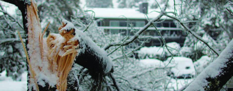 Snow broken tree