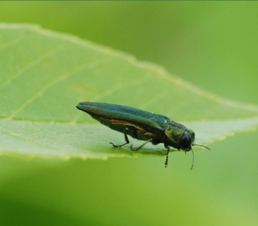 Emerald Ash Borer