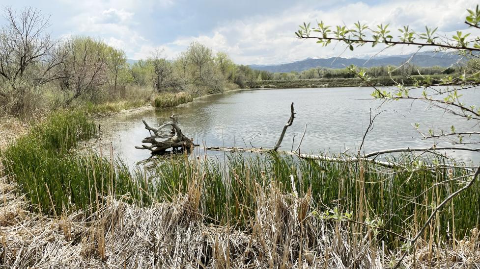 A pond on the city's Fort Chambers - Poor Farm property