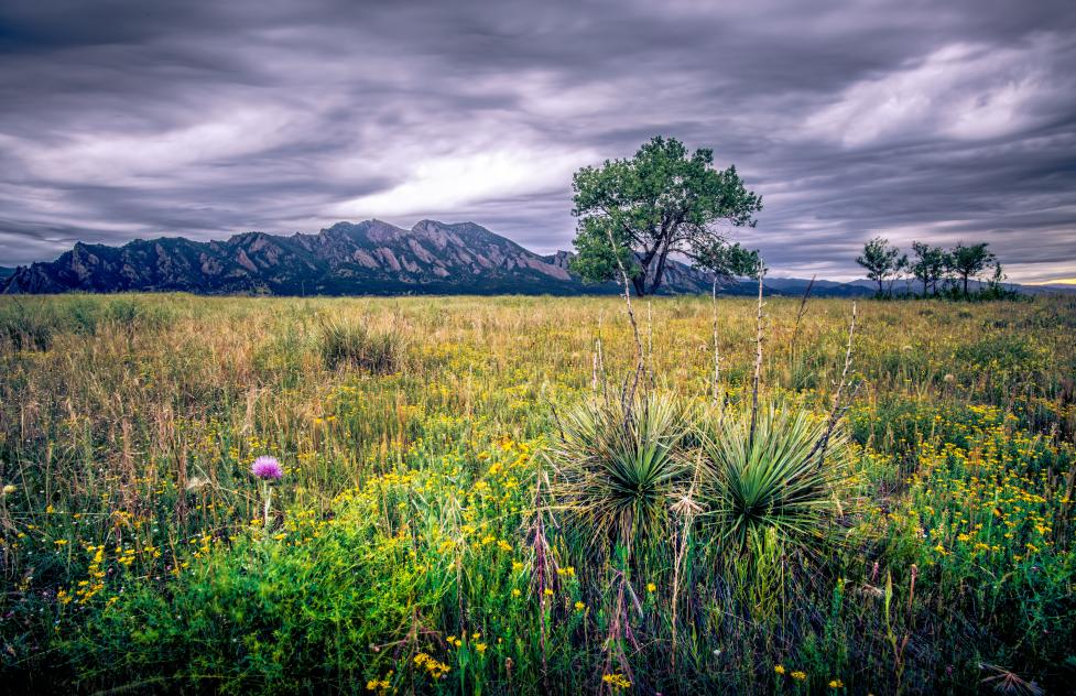 Open space with the Flatirons in the background