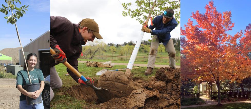 Cover image for the 2025 State of the Urban Forest report