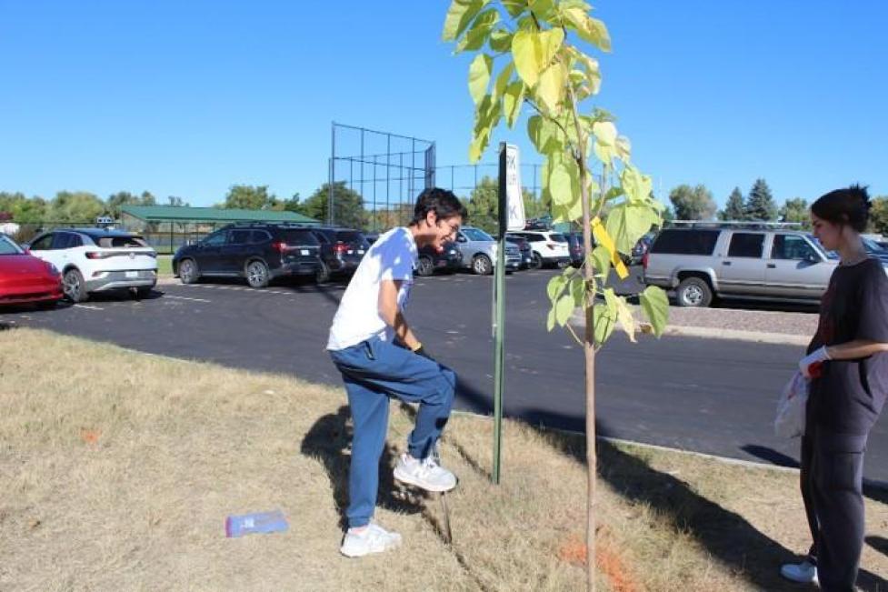 Community Youth Corps participant caring for a young tree.