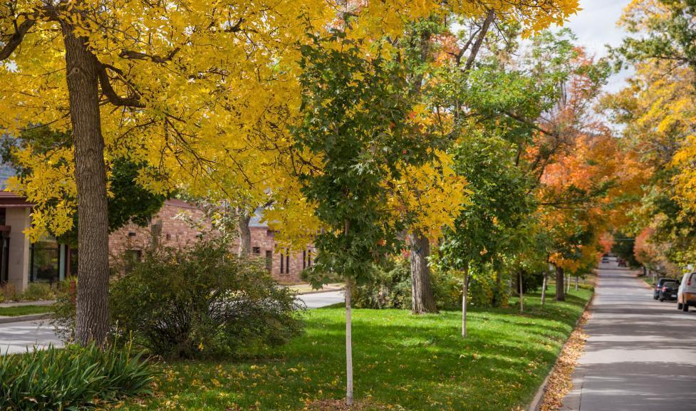 Fall trees with changing leaves