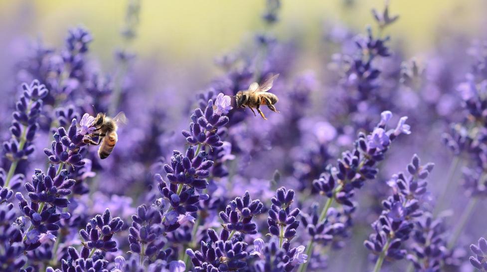 Bees on lavender