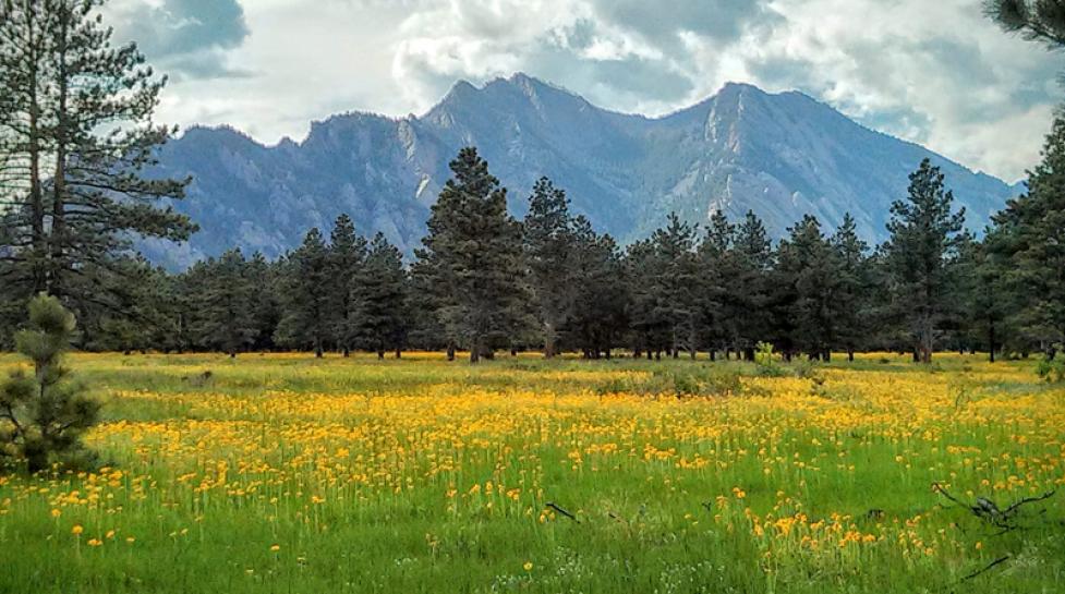 Wildflowers and view to west