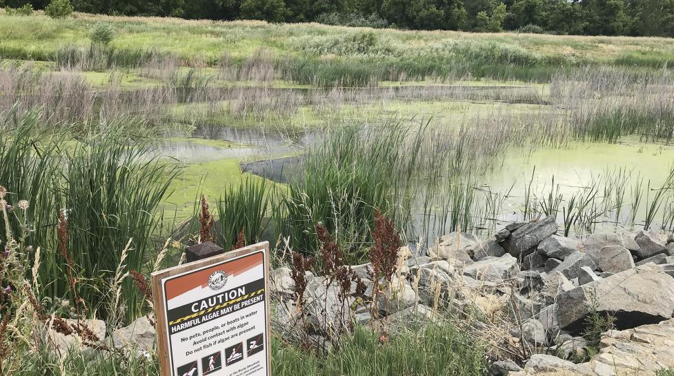 Algae bloom in open space lake