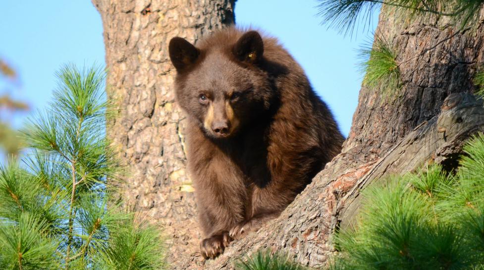 Bear on Boulder Open Space and Mountain Parks 