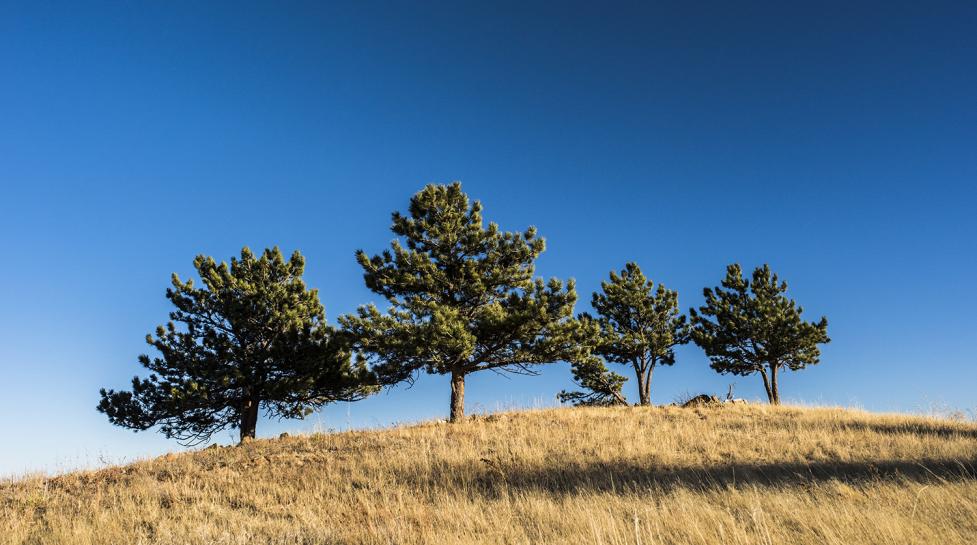 Trees on Boulder Open Space