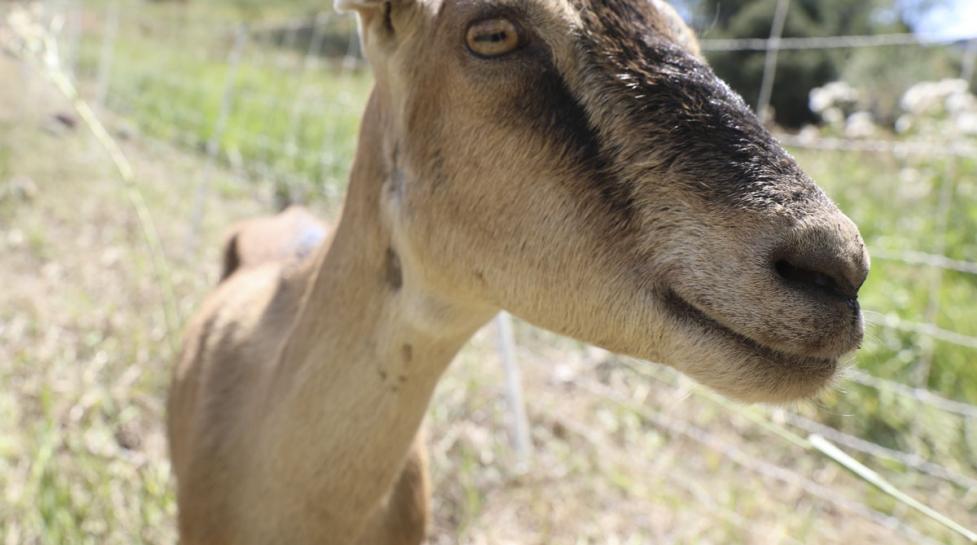 Goats eating weeds and ready for selfies