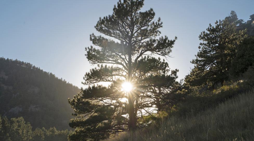 Tree on Boulder Open Space and Mountain Parks with the sun shining through