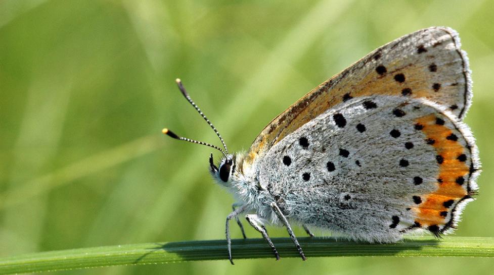 skipper butterfly