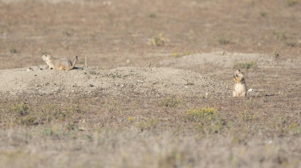 Prairie dogs on Boulder open space