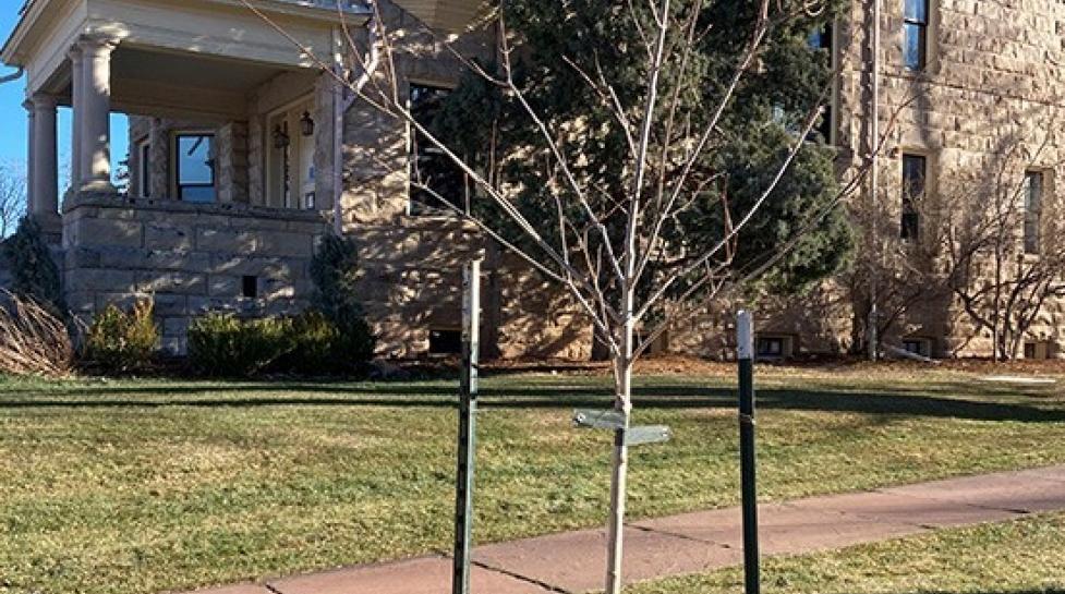 tree in front of house