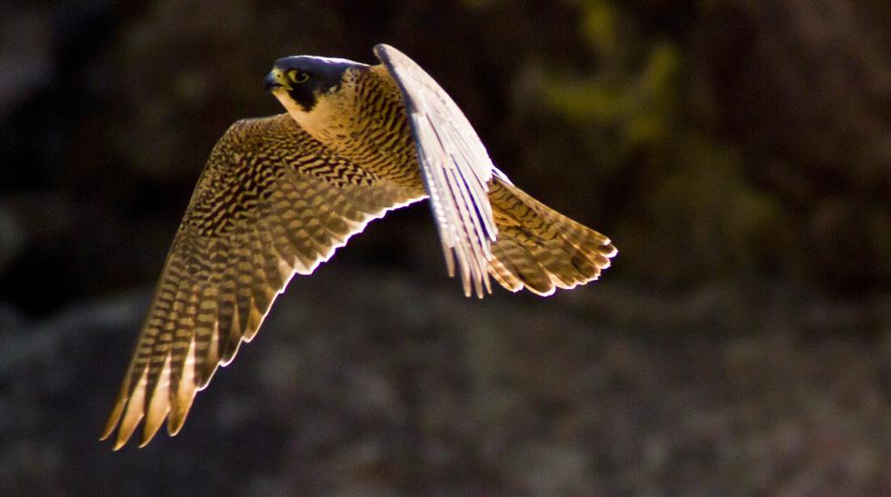 Peregrine falcon in flight