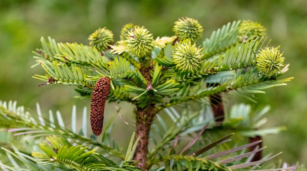 A douglas fir sapling grows