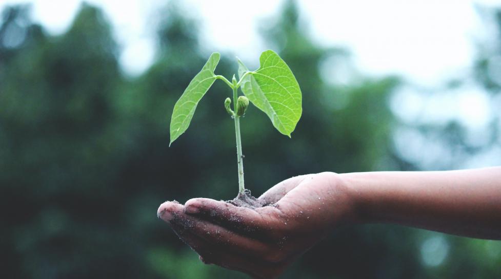 Hand holding a new plant