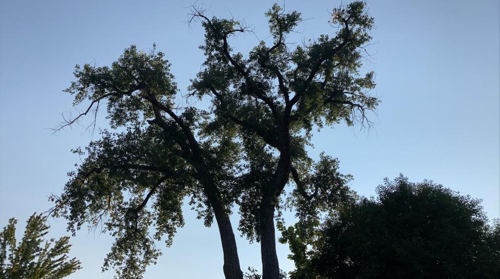 Cottonwood tree on Pearl St to be removed