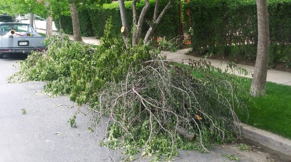 Tree limbs in street