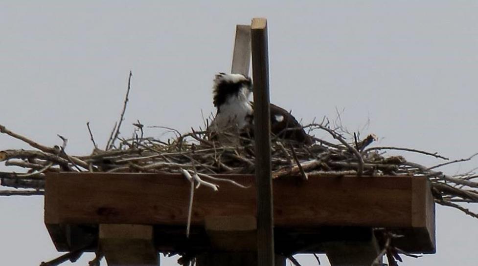 Osprey nest on new platform