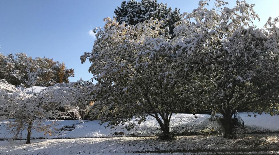 Snowy tree