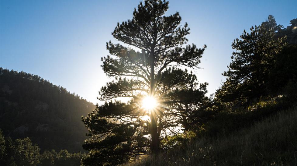 Sun streams through tree on open space