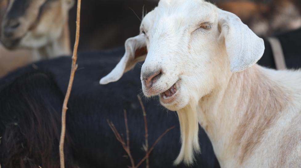 Goats eating weeds and ready for selfies