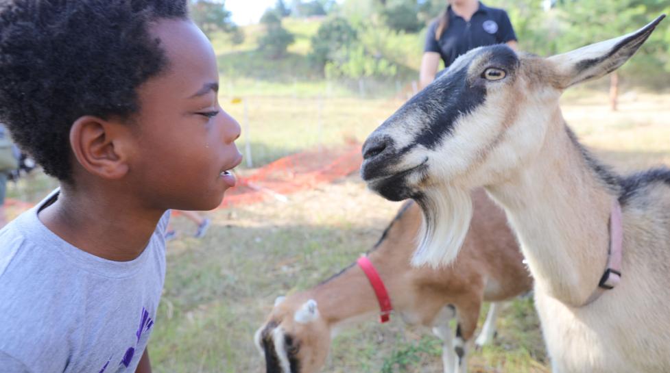 Goat meeting Logan