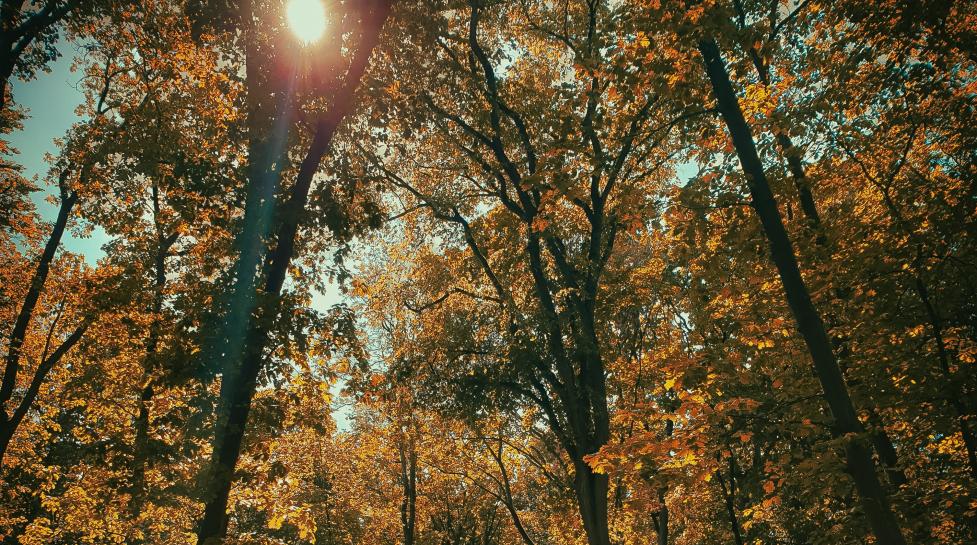 Sunshine shining through a tree canopy