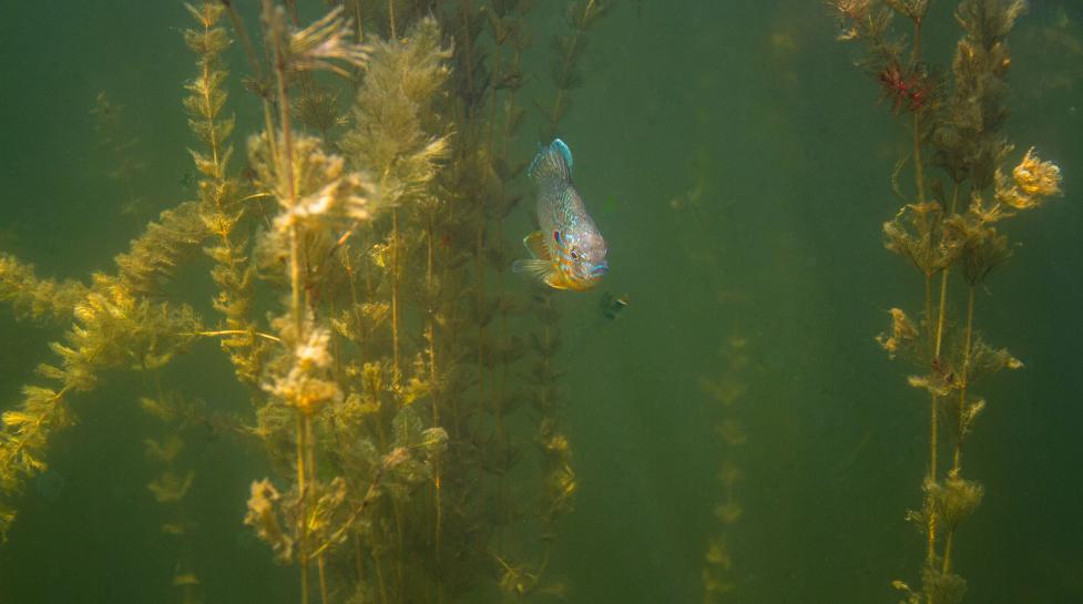 Eurasian watermilfoil