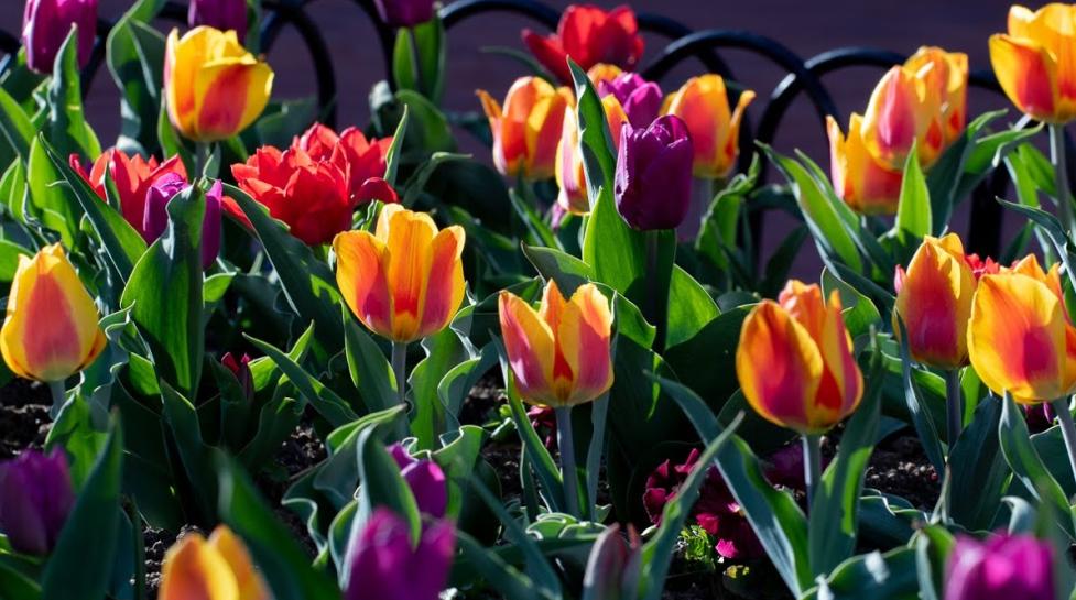 Pearl Street Mall tulips