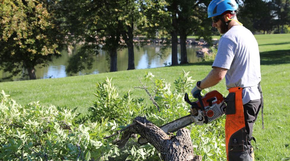 Forestry work