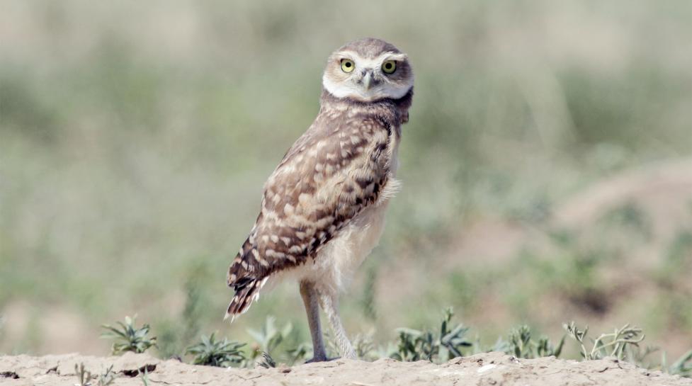 Adult Burrowing Owl perched on ground, looking into camera.