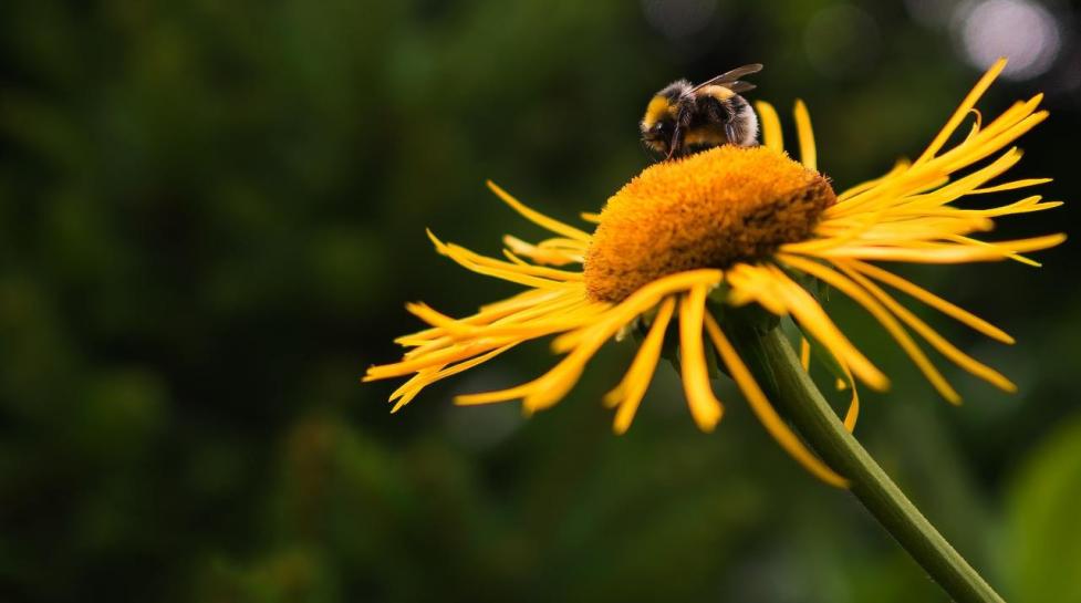 Native bee sitting on a flower