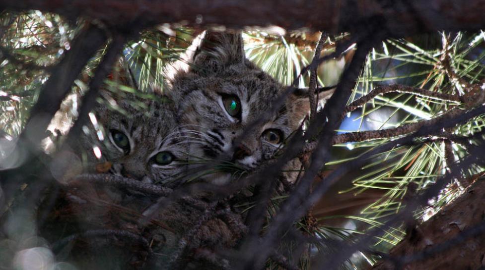 A mother and kitten nuzzle together before taking a long winter's nap in a tree. 