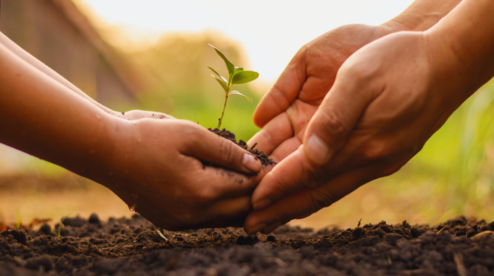 Child and adult hands holding soil with a sprout in it. 