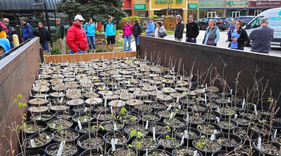 Tree giveaway at McGuckin Hardware